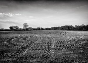A Norfolk field