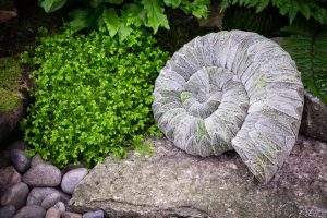 Plant ammonite
